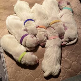 Golden Retriever Puppies from Lowcountry Goldens