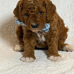 Silas - Red  male Goldendoodle puppy in Estesburg, Kentucky from Wet Goldendoodle Kisses