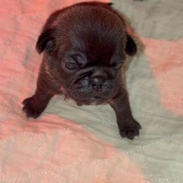 Silver girl - Silver female Pug puppy in Elma, Washington from Kismet Kennels, Exclusively Pugs