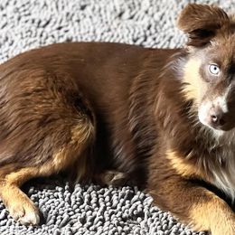 Miniature American Shepherds, Miniature Australian Shepherds, and Toy Australian Shepherds from MAS Gone Rogue