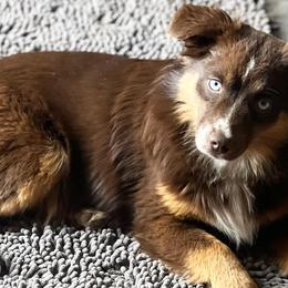 Miniature American Shepherds, Miniature Australian Shepherds, and Toy Australian Shepherds from MAS Gone Rogue
