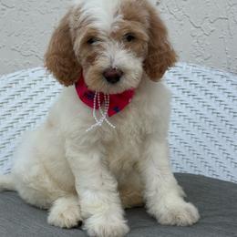 Susy - Phantom female Goldendoodle puppy in Davie, Florida from Daviegoldendoodles