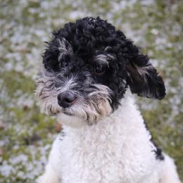 Toby - Poodle