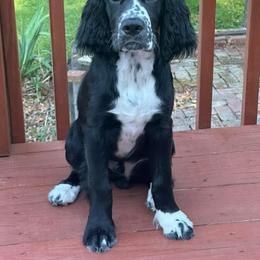 English Springer Spaniel All Grown Up from Bristol’s Southern Spaniels