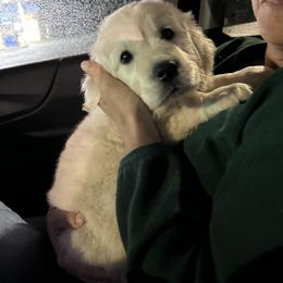 Golden Retriever Puppies from Mule City Kennels