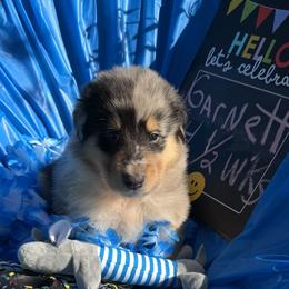 Garnet - Blue merle white and tan male Collie puppy in Carencro, Louisiana from Cajun Bayou's Collies LLC