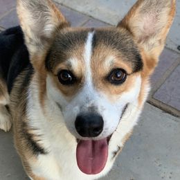 Bowie - Pembroke Welsh Corgi