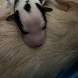 Boy 1 - Silken Windhound puppy in Punta Gorda, Florida from Sunkissed Silken Windhounds