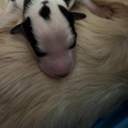Boy 1 - Silken Windhound puppy in Punta Gorda, Florida from Sunkissed Silken Windhounds