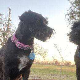 Border Collies and Miniature Schnauzers from Circle R Sidney