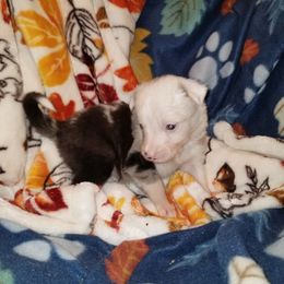 Teeter - female Border Collie puppy in Albuquerque, New Mexico from Noko's dogs