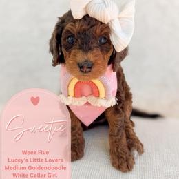 Sweetie - Merle female Goldendoodle puppy in California City, California from Summer Sun Doodles