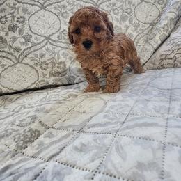 Pekingese, Poodle, and Shih Tzu Puppies from Happy puppies