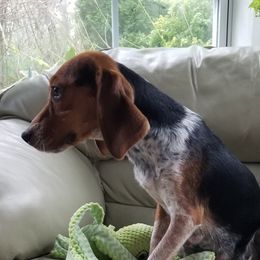 Maggie - Beagle