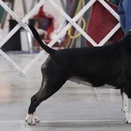 Miniature Bull Terriers from Spitfire Miniature Bull Terriers