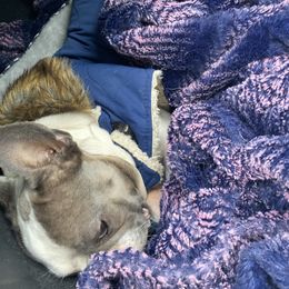 Muffy - French Bulldog