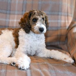 Lola - Parti Goldendoodle puppy in Idaho Falls, Idaho from High Quality Goldendoodles
