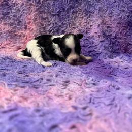 Girl 4 - Sable female Chinese Crested puppy in Auburn, Kansas from TopBrass Kennels