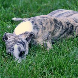 Saluki and Whippet All Grown Up from Aeolus Salukis & Whippets