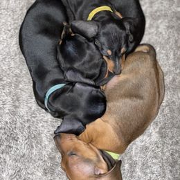 Dachshund Puppies from Wee-Lil Miniature Dachshunds