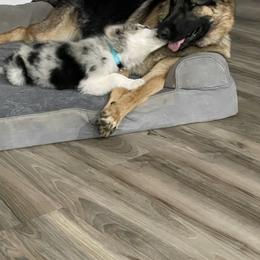 Border Collie and Maremma Sheepdog Puppies from 2J 2K Border Collies & Maremma Sheepdogs