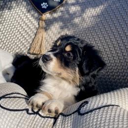 Miniature Australian Shepherd Puppies from DLT MiniAussie