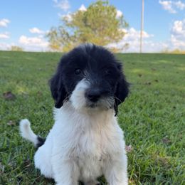 Caroline - Black and white female Sheepadoodle puppy in Fayette, Alabama from Luxapallila Sheepadoodles