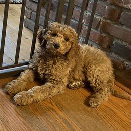 Goldendoodle Puppies from Teddy Bear Goldendoodles