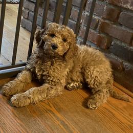 Goldendoodle Puppies from Teddy Bear Goldendoodles