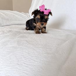 Yorkshire Terrier Puppies from TheDogHouse