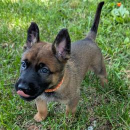 Doc - Fawn male Belgian Malinois puppy in Signal Mountain, Tennessee from Torgun Police Dogs
