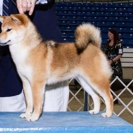 Shiba Inu and Siberian Huskies from Halo Siberians & Shiba Inu