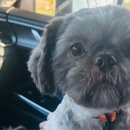 Coco - Shih Tzu