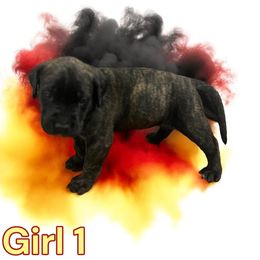 Mastiff Puppies from FrontlineK9 Boarding & Training LLC