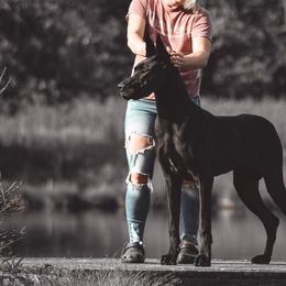 Great Danes from Stuck Run Danes