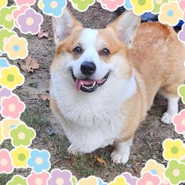 Kubo - Pembroke Welsh Corgi