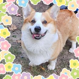 Kubo - Pembroke Welsh Corgi