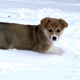 Pembroke Welsh Corgi Puppies from Concerto Corgis