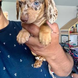 Ally - Dapple female Dachshund puppy in Modesto, California from Raws Doxies