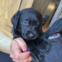 Labrador Retriever Puppies from No Boundaries Kennels
