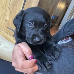 Labrador Retriever Puppies from No Boundaries Kennels