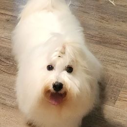 Monte - Coton de Tulear
