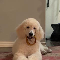 Poodle Puppies from Serenity Standard Poodles