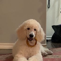 Poodle Puppies from Serenity Standard Poodles