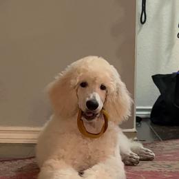 Poodle Puppies from Serenity Standard Poodles