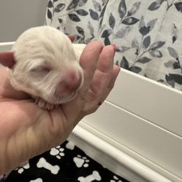 Boy 1 - White West Highland White Terrier puppy in Alabaster, Alabama from Southern Belle Westies