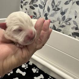 Boy 1 - White West Highland White Terrier puppy in Alabaster, Alabama from Southern Belle Westies