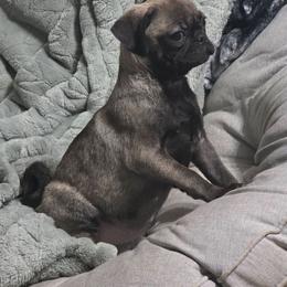 Grace - Silver female Pug puppy in Olin, North Carolina from Piggy Pugs