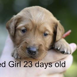 Red Girl - Dark golden female Golden Retriever puppy in Gonzales, Louisiana from True Grit Golden Retrievers