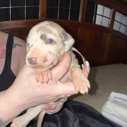 Light pink collar - Harlequin female Great Dane puppy in Loris, South Carolina from Days Danes
